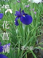 Algopix Similar Product 12 - Iris: FLOWER JOURNEYS (Japanese Edition)