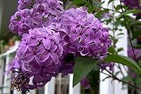 Algopix Similar Product 17 - 25 FRENCH  OLD FASHIONED LILAC Syringa