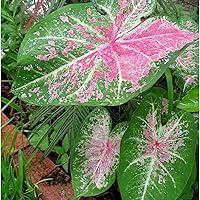 Algopix Similar Product 3 - Pink Cloud Caladiums - 3 Bulbs