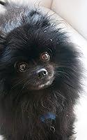 Algopix Similar Product 16 - Pomeranian Cuteness Black Pomeranian