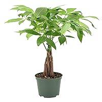 Algopix Similar Product 14 - Arcadia Garden Products Money Tree Live