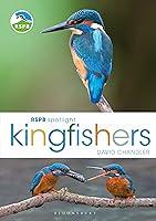 Algopix Similar Product 19 - RSPB Spotlight Kingfishers