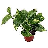 Algopix Similar Product 11 - 9GreenBox  Golden Devils Ivy  Pothos