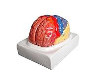 Algopix Similar Product 14 - Walter Products B10444 Regional Human