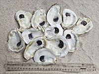 Algopix Similar Product 2 - 3-4" Oyster Shells (12 pcs)