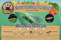 Algopix Similar Product 14 - Green Lacewing 1000 Eggs  Good Bugs 