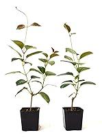 Algopix Similar Product 6 - 9GreenBox  Red Brazilian Jasmine  2
