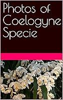 Algopix Similar Product 18 - Photos of Coelogyne Specie