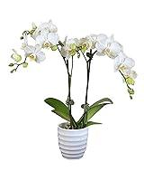 Algopix Similar Product 11 - Earthly Orchids Live Orchid Plant 