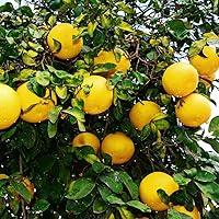 Algopix Similar Product 5 - Meyer Lemon Tree Plant Live 2 to 3 Ft