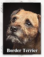 Algopix Similar Product 3 - Border Terrier Dog breed overview and