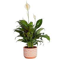 Algopix Similar Product 4 - Costa Farms Spathiphyllum Peace Lily