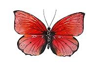 Algopix Similar Product 7 - Eangee Home Design Butterfly Wall Decor
