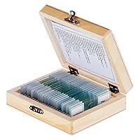 Algopix Similar Product 9 - AmScope PS25 Prepared Microscope Slide