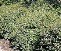 Algopix Similar Product 11 - Dwarf Yaupon Holly Ilex Vomitoria 