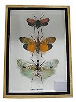 Algopix Similar Product 2 - Real Exotic Lantern Flies Zanna