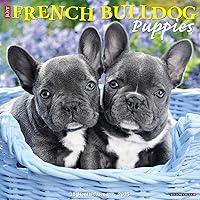 Algopix Similar Product 12 - Just French Bulldog Puppies 2025 12 x