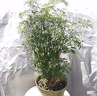 Algopix Similar Product 5 - 9EzTropical  Fat Fabian Aralia  1