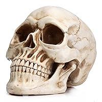 Algopix Similar Product 10 - READAEER Life Size Human Skull Model