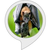 Algopix Similar Product 4 - Skills for Kids. Bat Facts