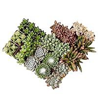 Algopix Similar Product 4 - Succulents Plants Live 6PK Potted