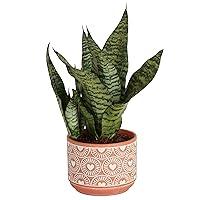 Algopix Similar Product 14 - Costa Farms Snake Sansevieria