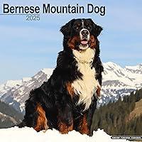 Algopix Similar Product 11 - Bernese Mountain Dog Calendar 2025 