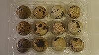 Algopix Similar Product 11 - 12 Large Fertile Hatching Coturnix