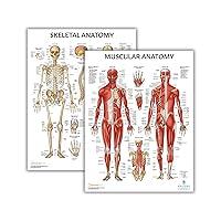 Algopix Similar Product 14 - Anatomy Lab 2 PACK Muscular and