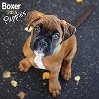 Algopix Similar Product 8 - Boxer Puppies Calendar 2025  Square