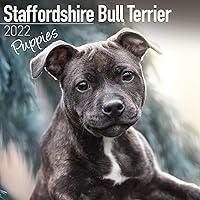 Algopix Similar Product 5 - Staffordshire Bull Terrier Puppies