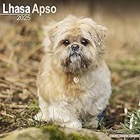 Algopix Similar Product 17 - Lhasa Apso Calendar 2025  Square Dog