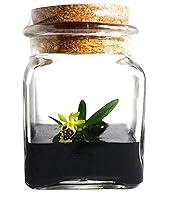 Algopix Similar Product 12 - BLOOMIFY Miniature Orchid Terrarium