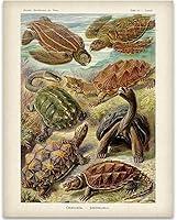 Algopix Similar Product 5 - Ernst Haeckel Turtles  Vintage Beach