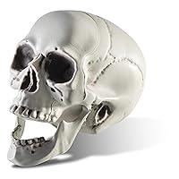 Algopix Similar Product 11 - Prextex 65 Plastic Skull Head