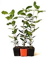 Algopix Similar Product 18 - 9Greenbox Mature Nice Plants Pineapple