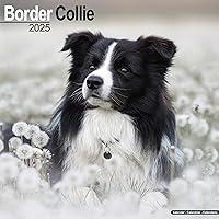 Algopix Similar Product 3 - Border Collie Calendar 2025  Square