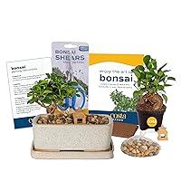 Algopix Similar Product 6 - Costa Farms Mini Bonsai Ficus Juniper