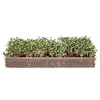 Algopix Similar Product 9 - Window Garden Microgreens Grow Kit 