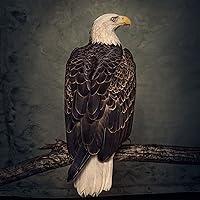 Algopix Similar Product 19 - Book of Bad Decisions