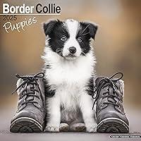 Algopix Similar Product 19 - Border Collie Puppies Calendar 2025 