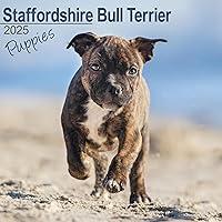 Algopix Similar Product 20 - Staffordshire Bull Terrier Puppies