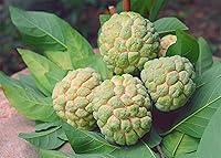 Algopix Similar Product 8 - Fresh Sugar Apple Sweetsop Custard