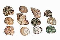 Algopix Similar Product 18 - Florida Marine Research SFM34331