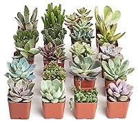 Algopix Similar Product 17 - Shop Succulents Unique Succulent Plant