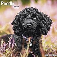 Algopix Similar Product 8 - Poodle Calendar 2025  Square Dog Breed