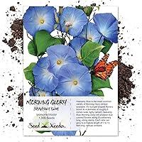 Algopix Similar Product 15 - Seed Needs 1000 Heavenly Blue