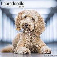 Algopix Similar Product 7 - Labradoodle Calendar 2025  Square Dog