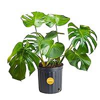 Algopix Similar Product 5 - Costa Farms Monstera Swiss Cheese