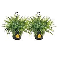 Algopix Similar Product 20 - Costa Farms Boston Fern Live Plant